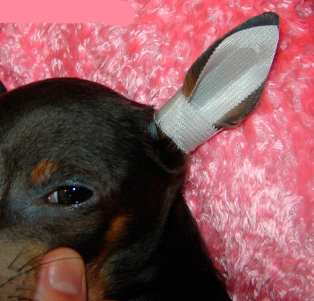 我们完成圆形定位，在耳朵边缘之间留下约1厘米。 通过这个小的非密封区域，狗的耳朵将“呼吸”，你将永远看到耳朵，并在必要时能够清洁它。