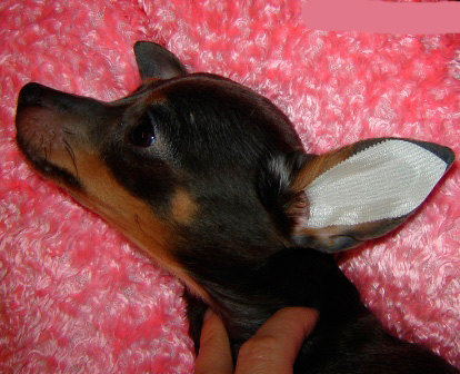在胶合之前，我们用防腐剂氯己定治疗耳朵，它也起到脱脂剂的作用，不会使皮肤干燥。 我们在棉绒上使用防腐剂，并在内外处理耳朵。 接下来，用纸巾彻底擦干狗的耳朵。 当耳朵干燥时，将设计粘在狗的耳朵上，如图所示，并小心地将其弄平。